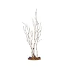 Birch Tree Medium Cod. 34967