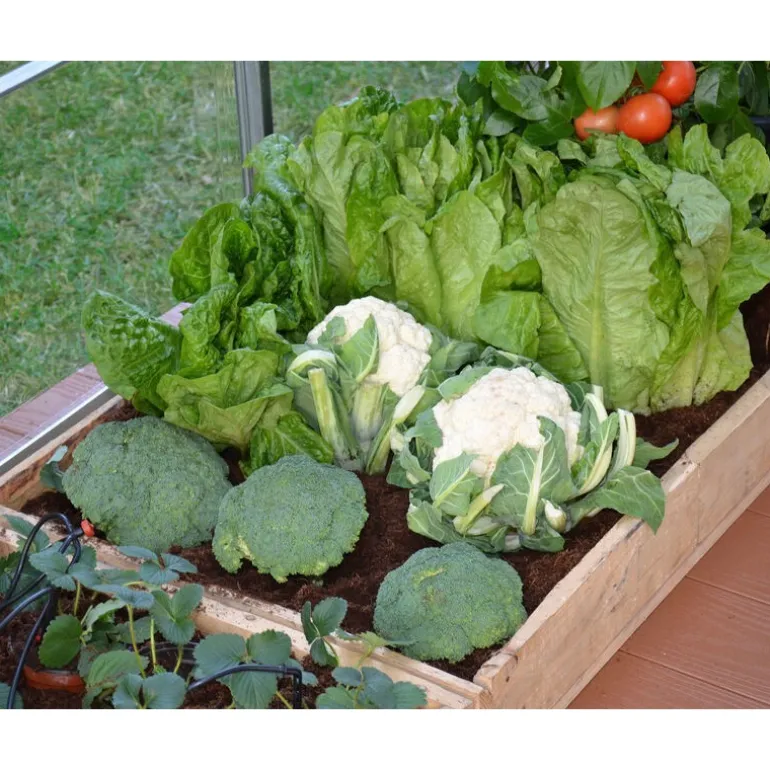 Canopia Kit Per Irrigazione A Goccia