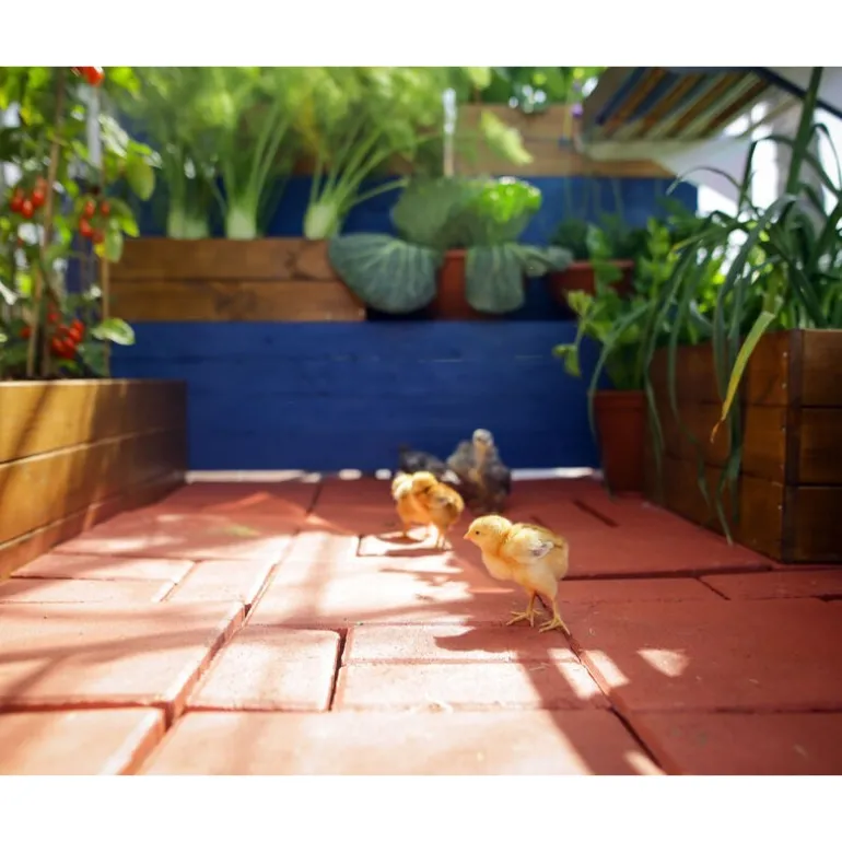 Canopia Mythos Doppio Strato Serra Da Giardino in Policarbonato 306X185X208 cm Argento