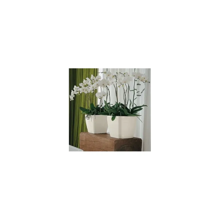 Vaso Quadro Premium 21 Lechuza Set Completo